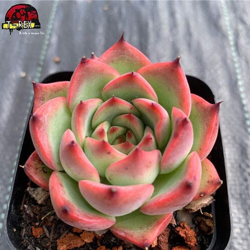 comprar muda de suculenta exotica