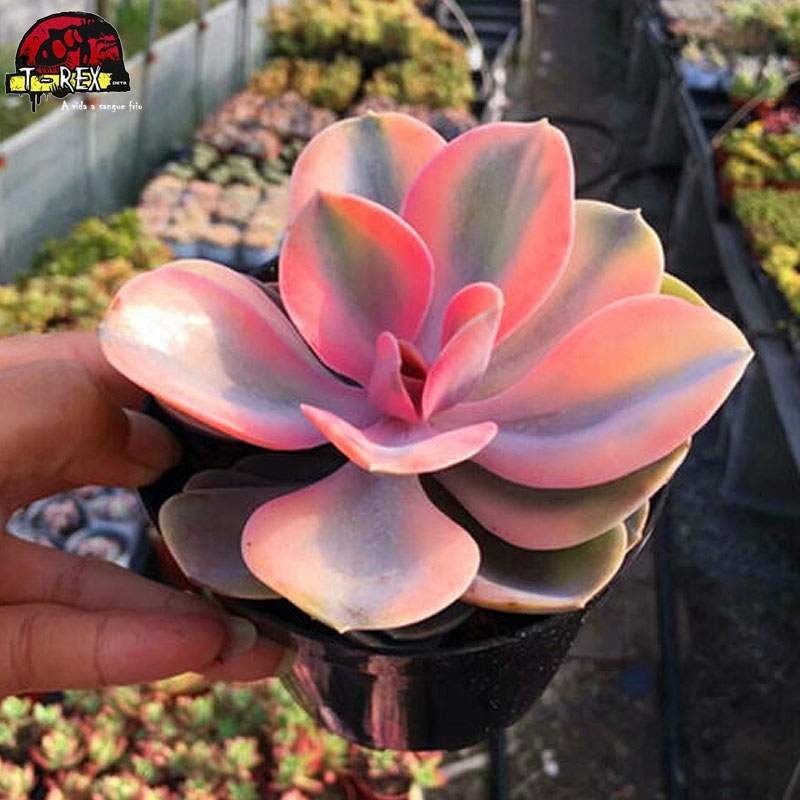 comprar muda de suculenta rara