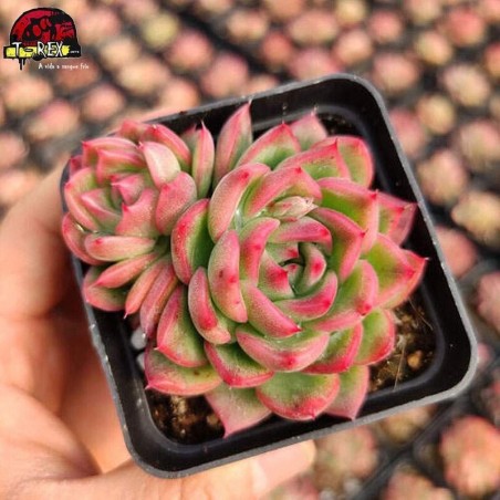 comprar muda de suculenta raridade