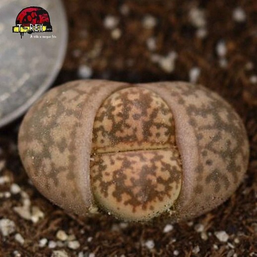 cacto pedra suculenta laranjado