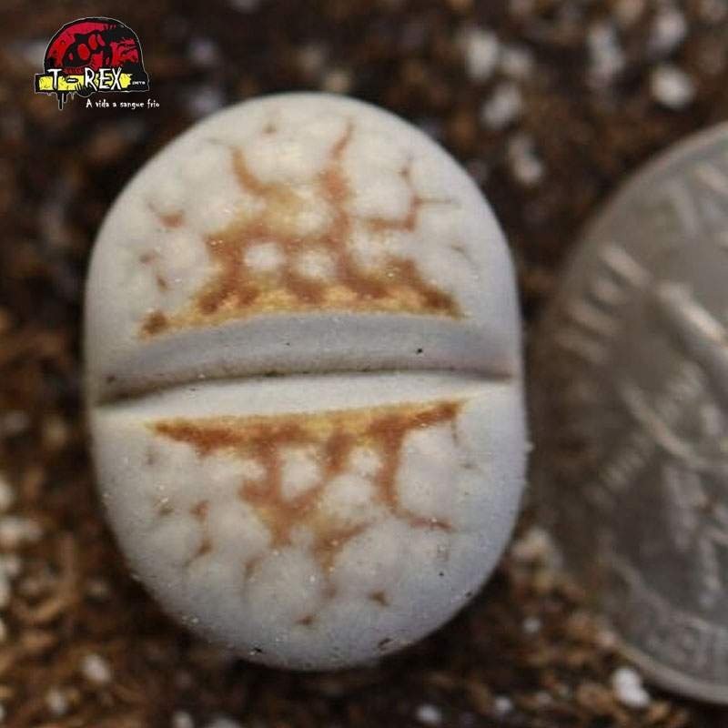 lithops cacto pedra branco