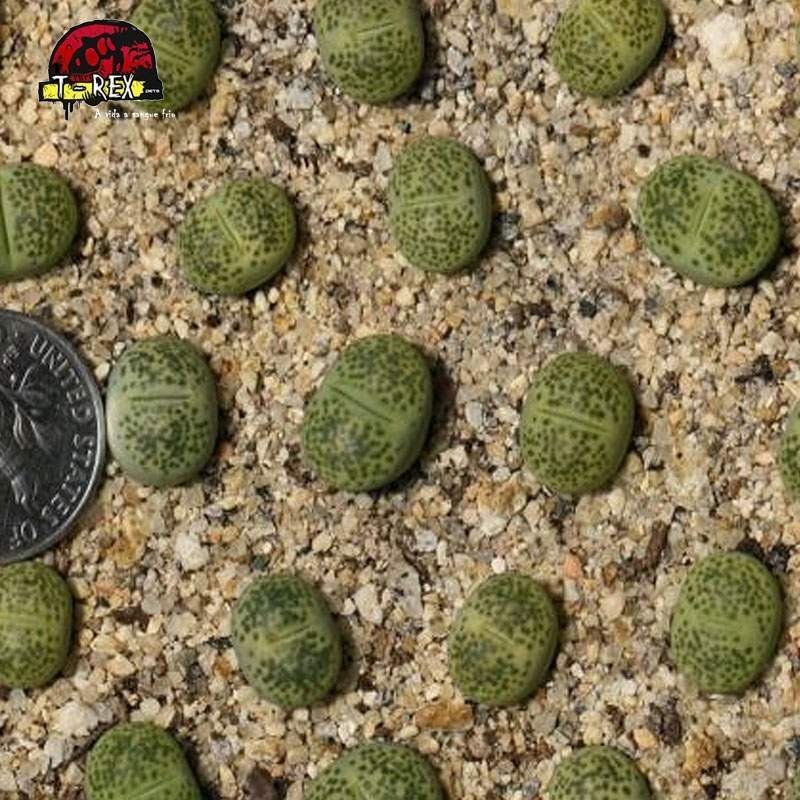 comprar cacto pedra Verde sandpoort