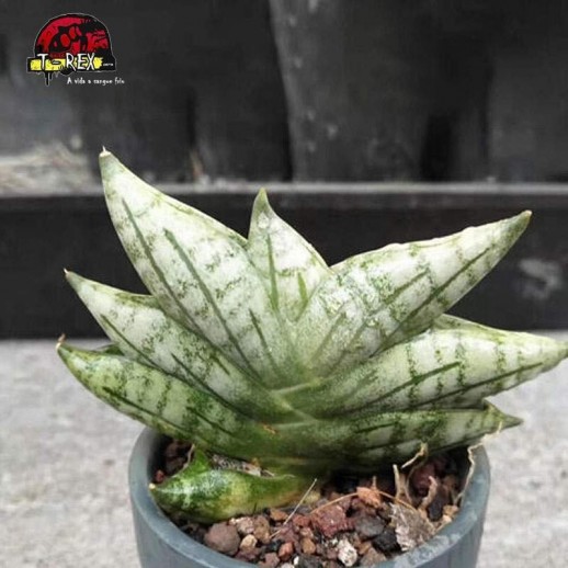 comprar muda de suculenta rara