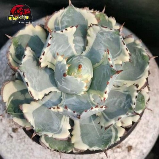 comprar muda de planta suculenta exotica