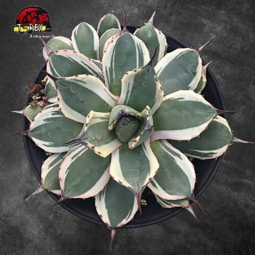 comprar muda de suculenta raridade