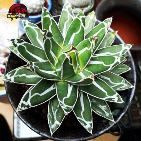 comprar planta suculenta rara