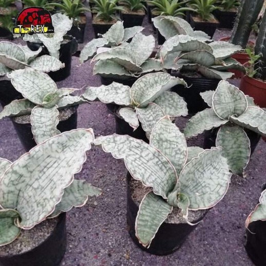 comprar muda de suculenta rara