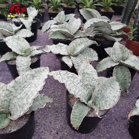 comprar muda de suculenta rara