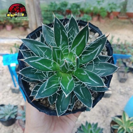 comprar muda de suculenta exotica