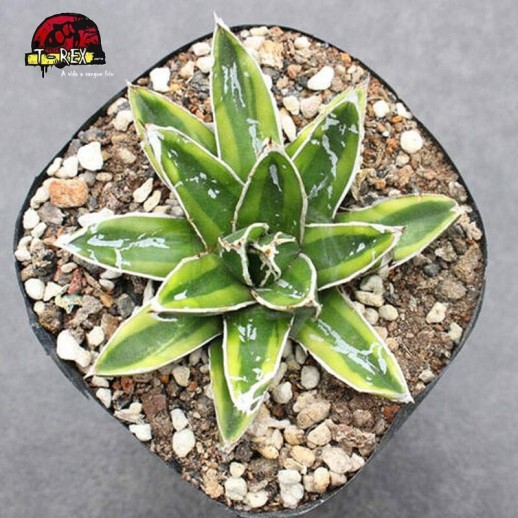 comprar planta suculenta rara