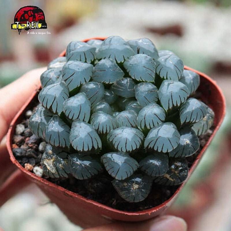 comprar planta suculenta jade haworthia