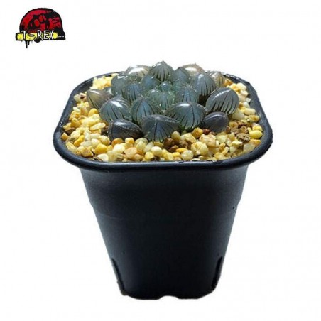 comprar suculenta rara Jade Haworthia