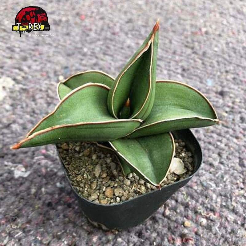 comprar planta suculenta rara