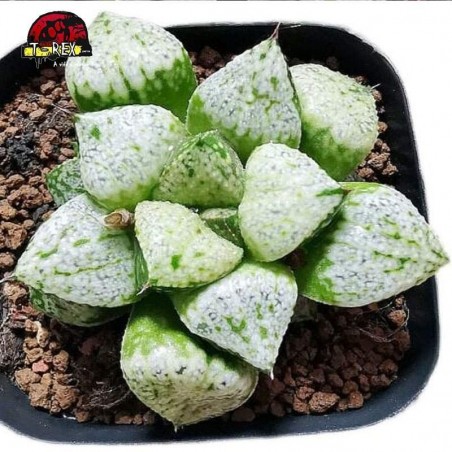 comprar suculenta rara haworthia comptioniana
