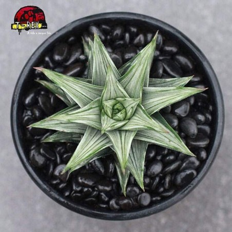 comprar suculenta Haworthia Torre rara