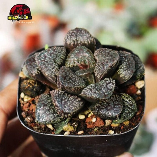 comprar planta suculenta demon comptioniana