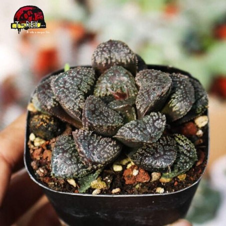 comprar planta suculenta demon comptioniana