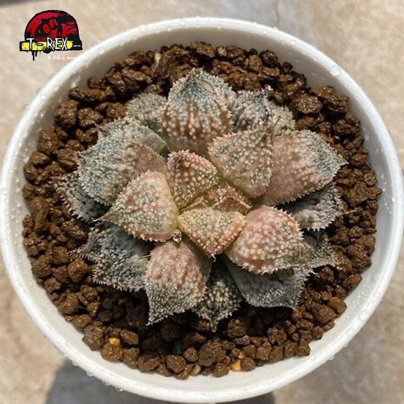 comprar mudas de suculenta Caranguejo