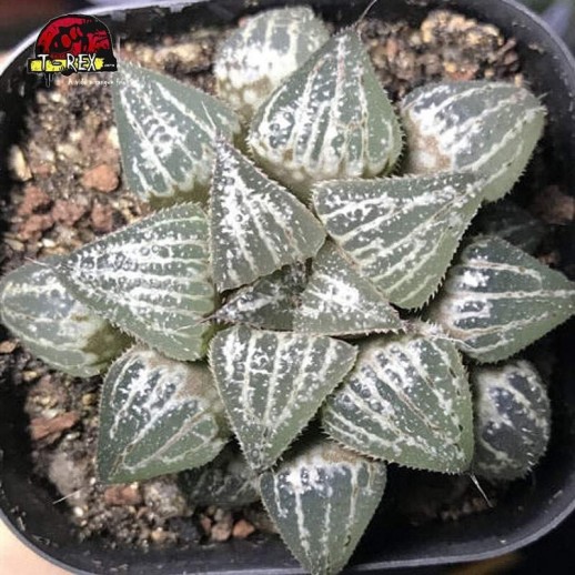 comprar muda de suculenta Yuki keshiki
