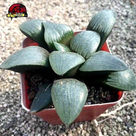 comprar suculenta gekkou