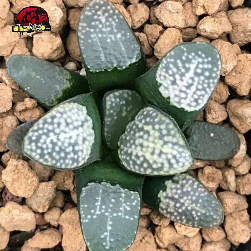 muda rara suculenta groenewaldii liliaceae