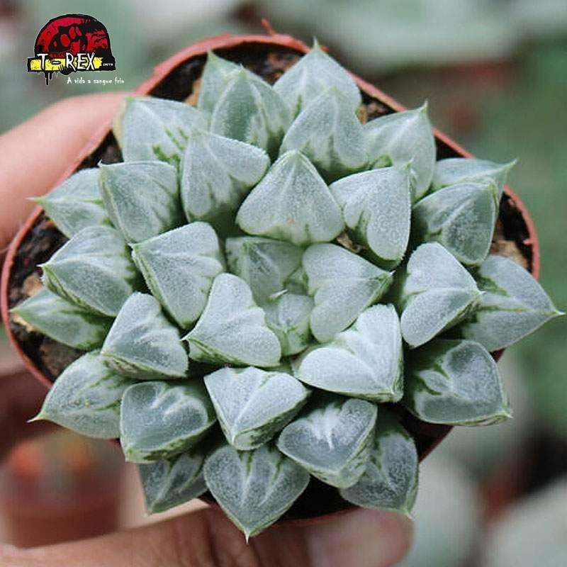 comprar muda de suculenta liliaceae