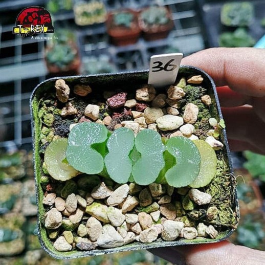 muda de suculenta rara Truncata onawa
