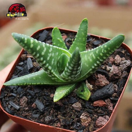 comprar suculenta rara dinossauro coração