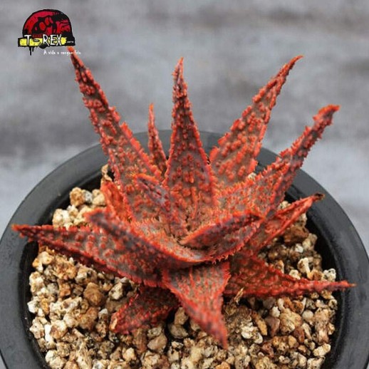 comprar raridade de suculenta vermelho natal aloe