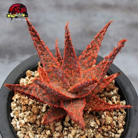 comprar raridade de suculenta vermelho natal aloe