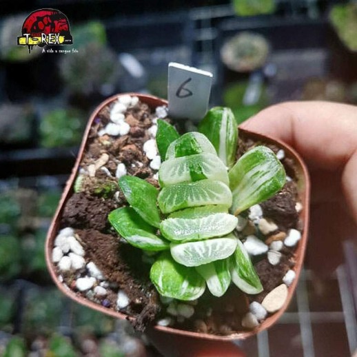 comprar mudinhas de suculenta truncata grama verde