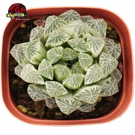 mudas raras de suculentas variegata obtusa
