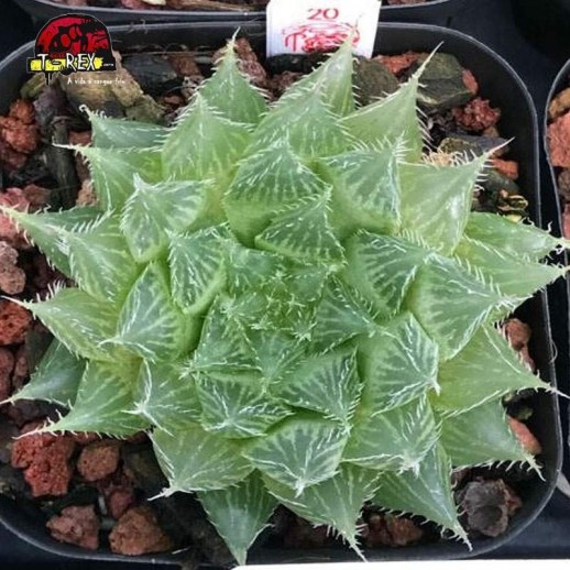 aonde comprar suculenta rara Bolusii tdlod tsomo