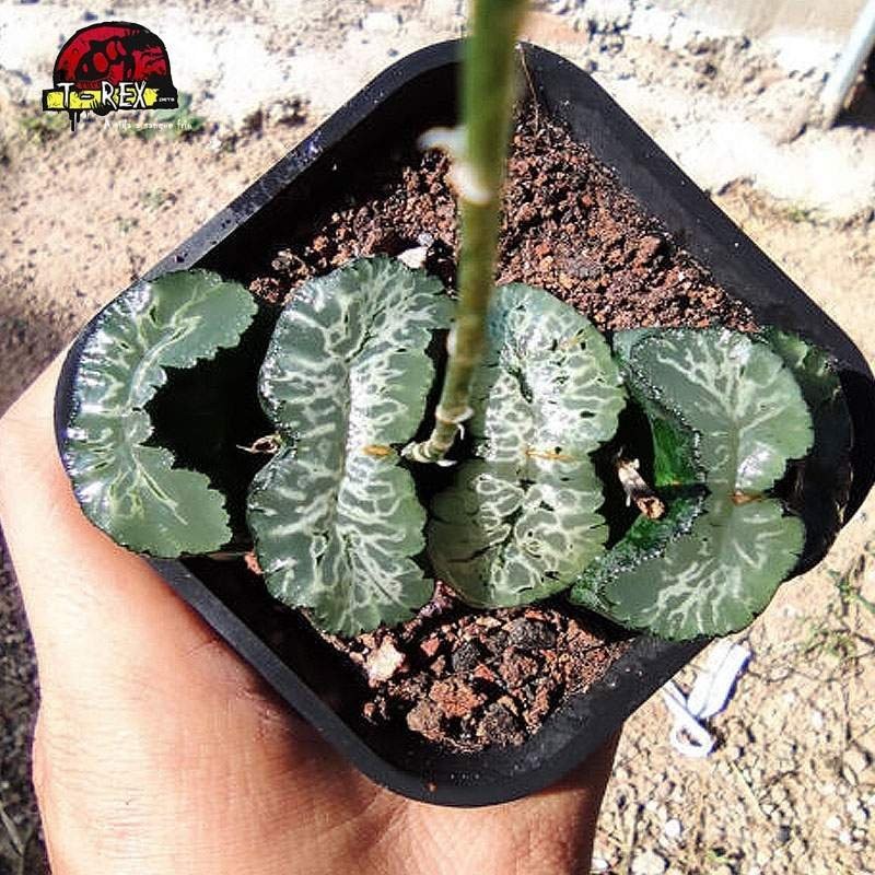 aonde comprar suculenta rara truncata xilogravura