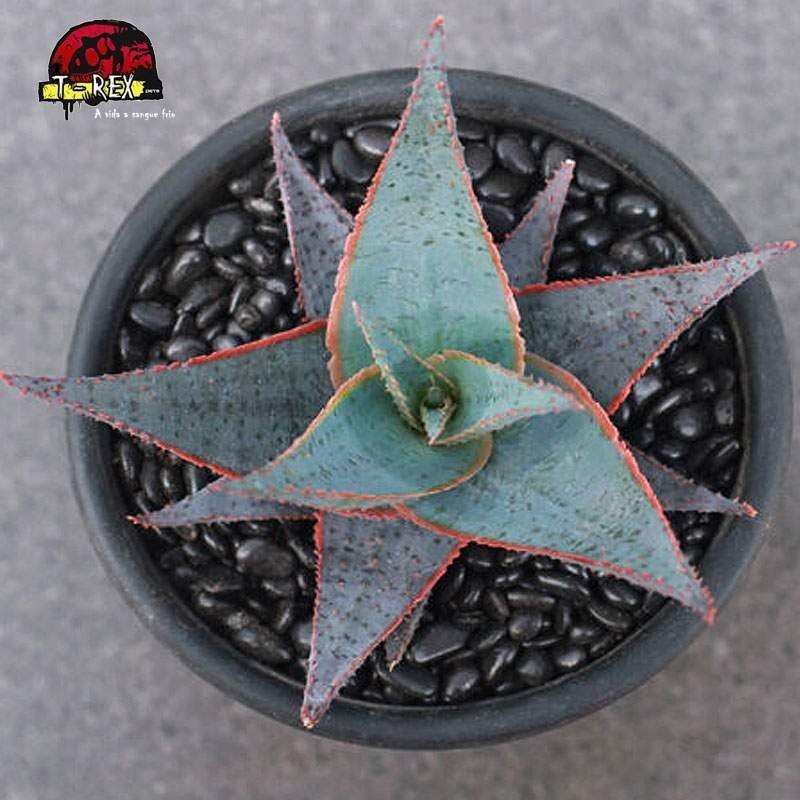 comprar suculenta rara Aloe Blue Elf híbrido
