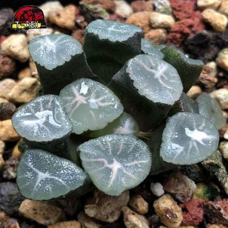 muda de suculenta yukiguni