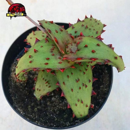 comprar muda suculenta Aloe castilloniae