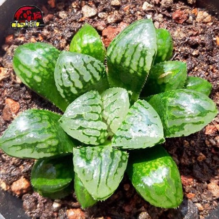 muda de suculenta rara splendens