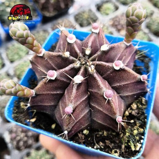 venda de cacto gymnocalycium