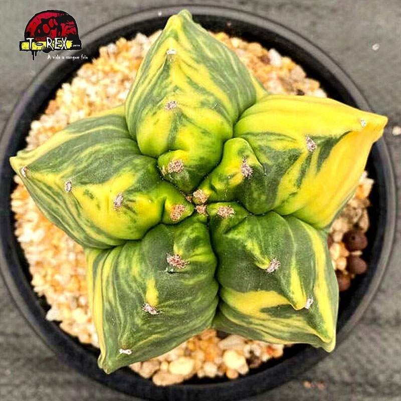 comprar cacto raro myriostigma