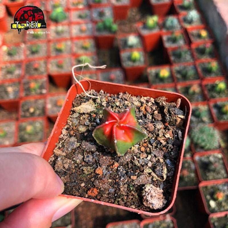 comprar cacto myriostigma