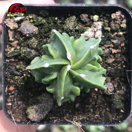muda de cacto raro