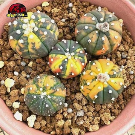 mudas de cacto raro cactaceae