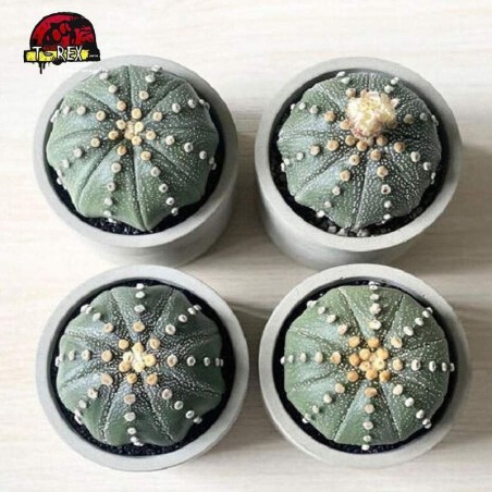 cactos raro para venda