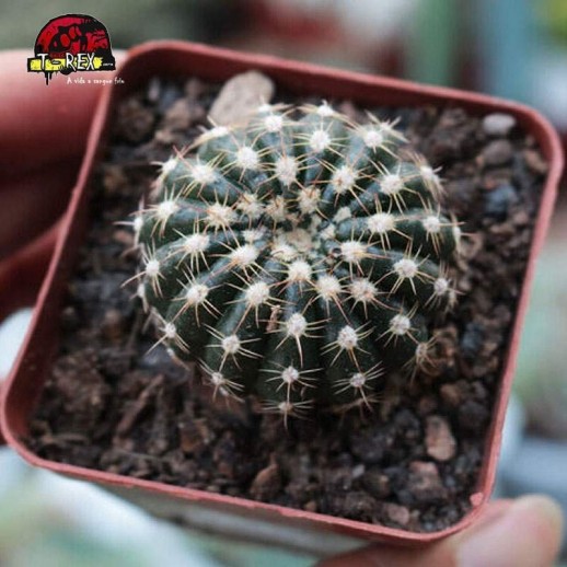cacto para venda via internacional
