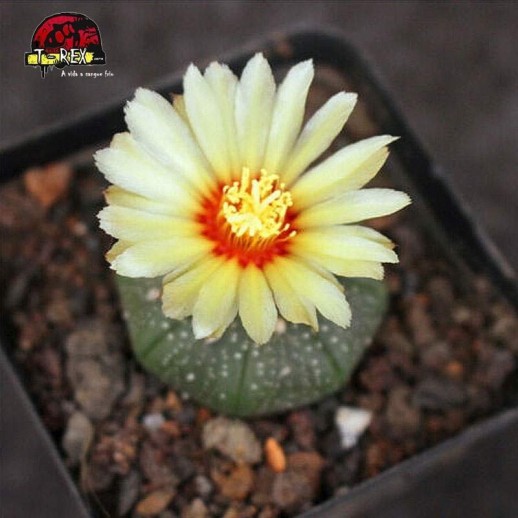 muda de suculenta rara