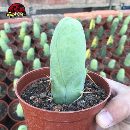 cacto raridade em sao paulo