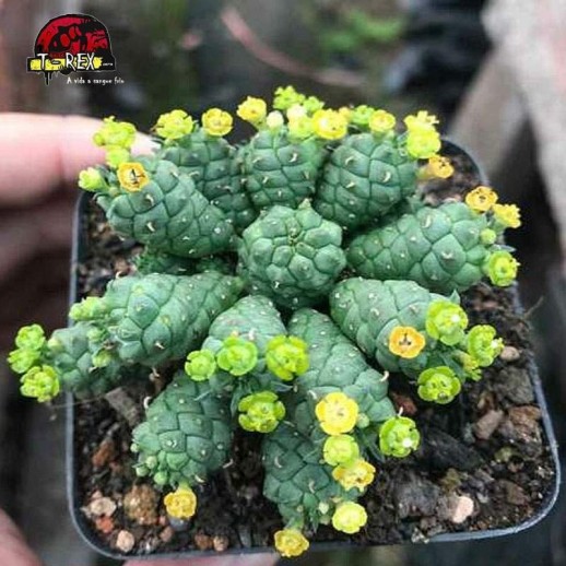inermis raro suculenta