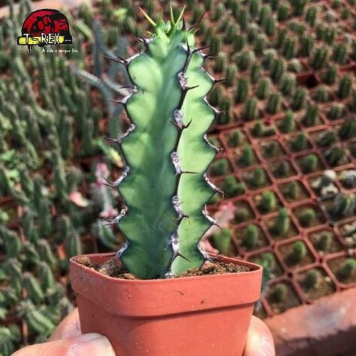 comprar cacto no ceara