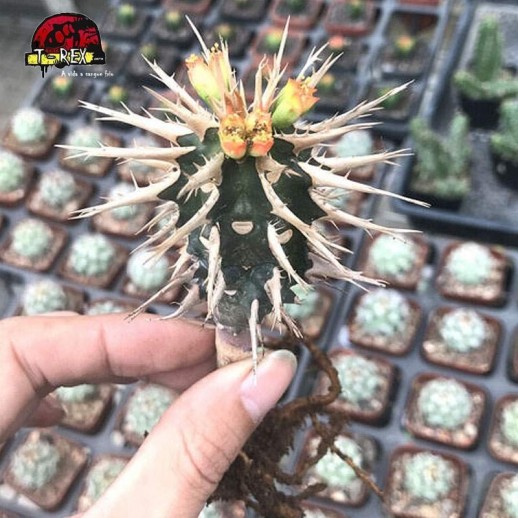 cacto para venda em curitiba